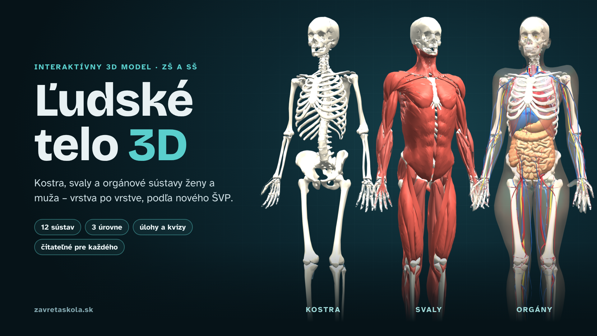 Ľudské telo v 3D: kostra, svaly a orgány ženy a muža